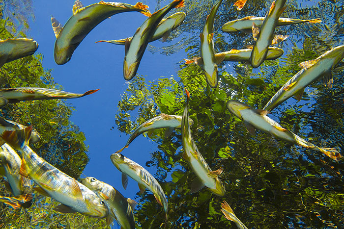 Bonito - Photo by Daniel De Granville (2)